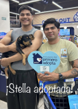 Stella
