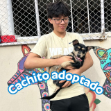 Cachito