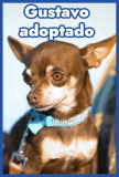 Gustavo