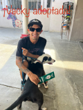 Vacky adoptada 27 de Julio de 2026