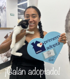 Galán adoptado 13 de junio de 2026