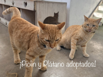 Piolín and Plátano