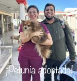 Petunia