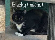 Blacky (macho)