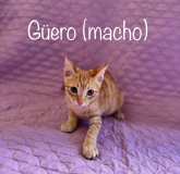 Güero (macho )
