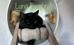 Luna (hembra) 3kg 1 año