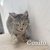 Conito (macho)