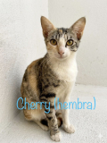 Cherry (hembra) 8 meses, 2.0kg
Cherry (female) 8 months old, 4.5 lbs.