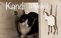 Kandi (hembra) disponible para adopción en abril de 2024 cuando tuvo 3 años y pesó 4kg.