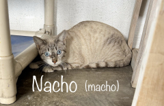 Nacho (macho)