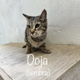 Doja (hembra)