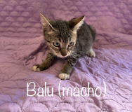 Balu (macho)