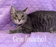 Gris (macho)