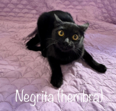 Negrita (hembra)