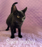 Salem (macho)