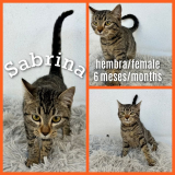 Sabrina (hembra)