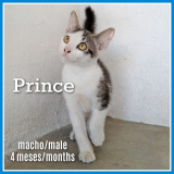 Prince (macho)