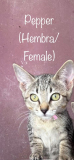 Pepper 
4 meses/months
Hembra/Female
1.300kg/2.8lbs