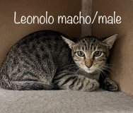 Leonolo