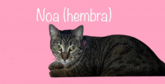 Noa (Hembra)