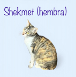Shekmet (hembra) 3kg. 3 años