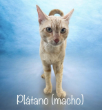 Plátano (macho)