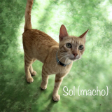Sol (macho)