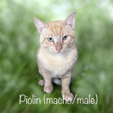 Piolin 
Macho/Male
1 año/year
5kg/11lbs.