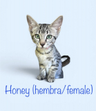 Honey 
4 meses/months
Hembra/Female 
1.300kg/2.87lbs.
