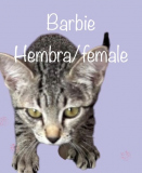 Barbie
Hembra/Female
4 meses/months
1.400kg/3lbs