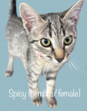 Spicy 
Hembra/Female
4 meses/months
1.350kg/3lbs