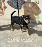 Cachito (macho)