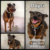 Daysi (hembra)