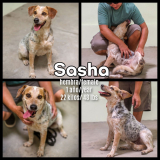 Sasha (hembra/female)