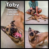 Toby (macho/male)
