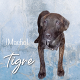 Tigre (macho) de 6 meses en abril 2024, 10.50 kg