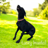 Lucky (macho)