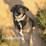 Nala (Hembra), 20.650kg, 5 años Nala (female, 44 lbs., 5 years old