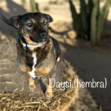 Daysi (hembra) 20.2kg, 6 años Daysi (female) 44 lbs. 6 years old