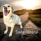 Sasha (hembra)