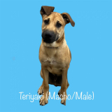 Teriyaki - Macho/male, 15.2kg/33.5lbs