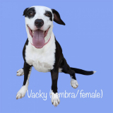 Vacky (Hembra/Female, 1 año/year,  
21.3kg/47lbs)