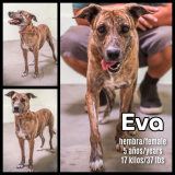 Eva (hembra/female)