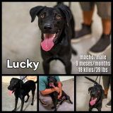 Lucky (macho)