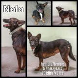 Nala (hembra/female)